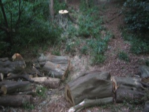 IMG_2831 IMG_2831
