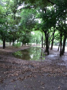 RIMG0009 水たまりというより池ですね