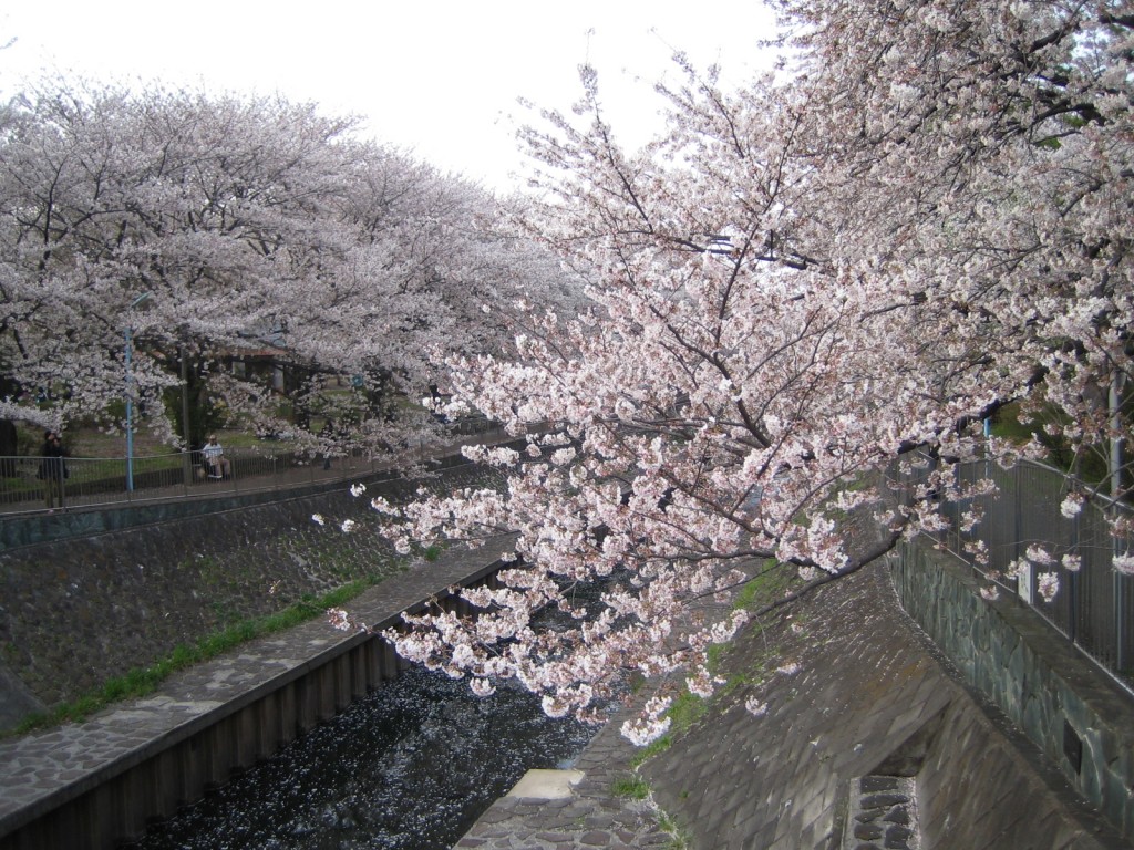 五日市街道付近の桜