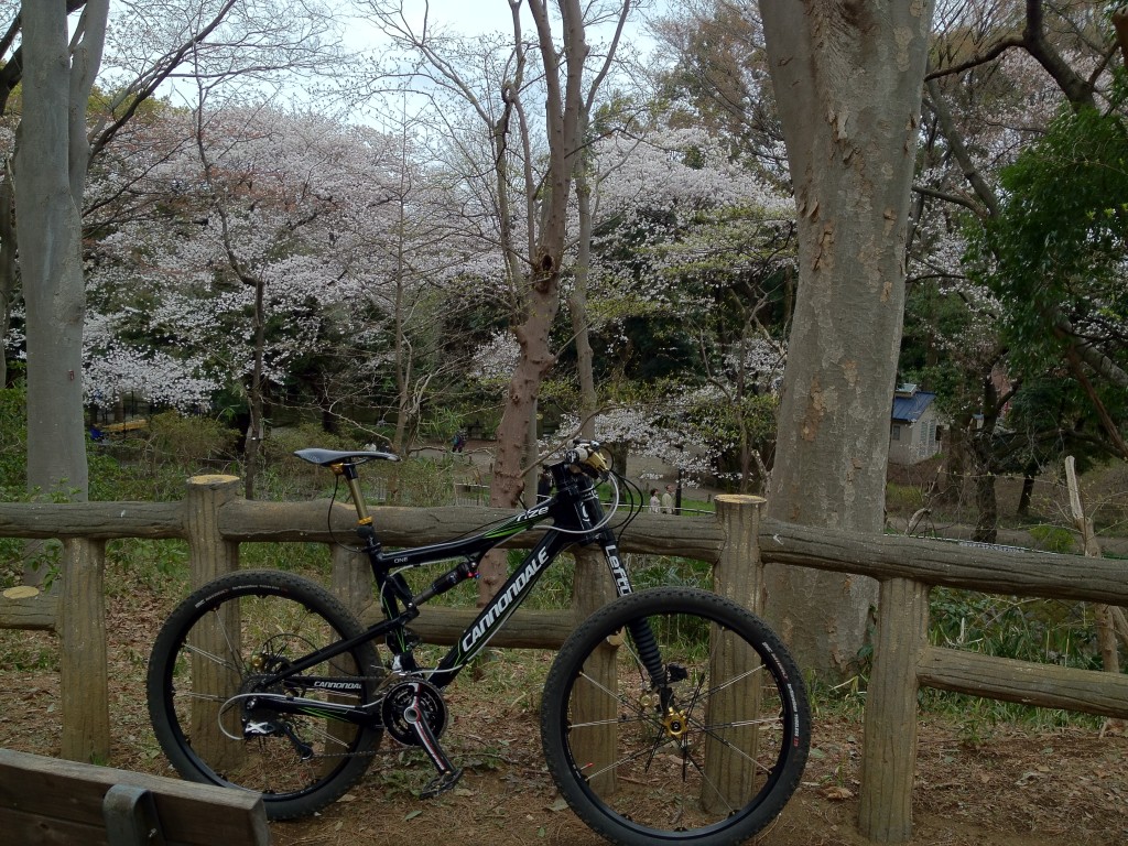 桜は満開まではいかないですが