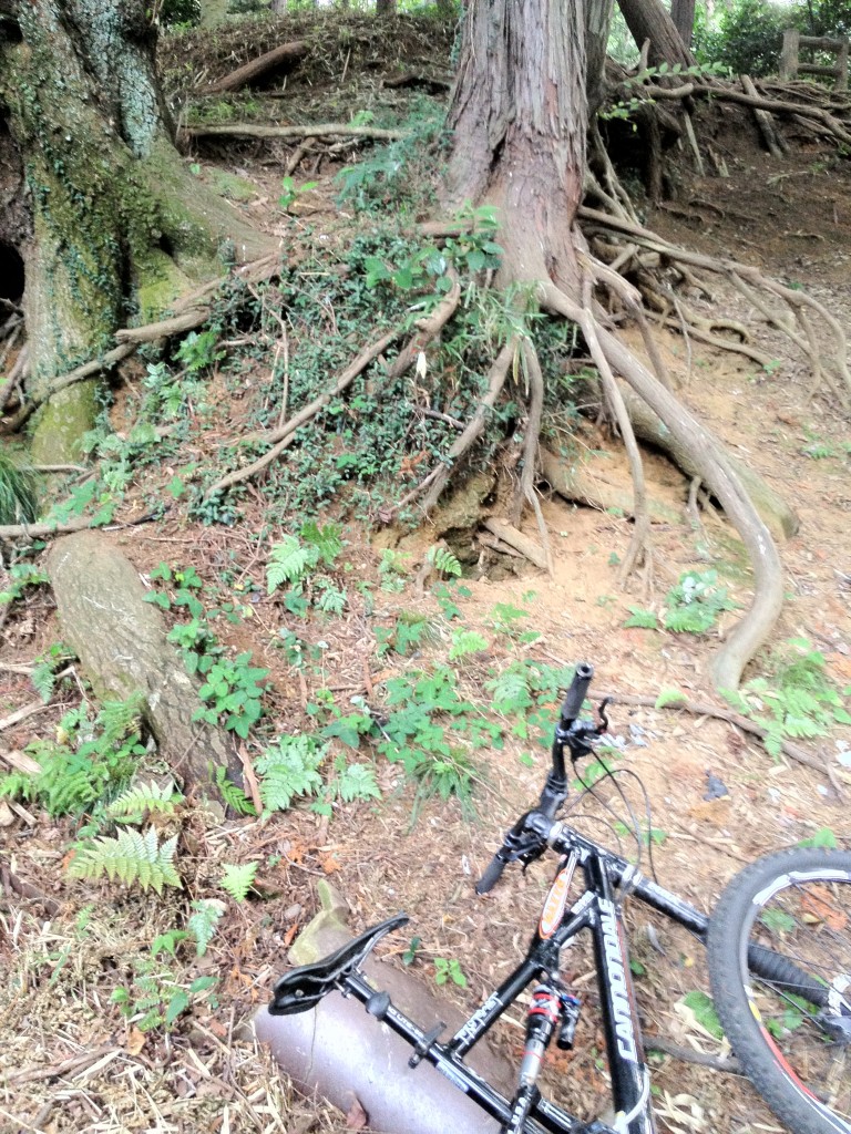 奥の木の根っこにぶら下がるものが