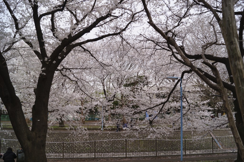 対岸も桜