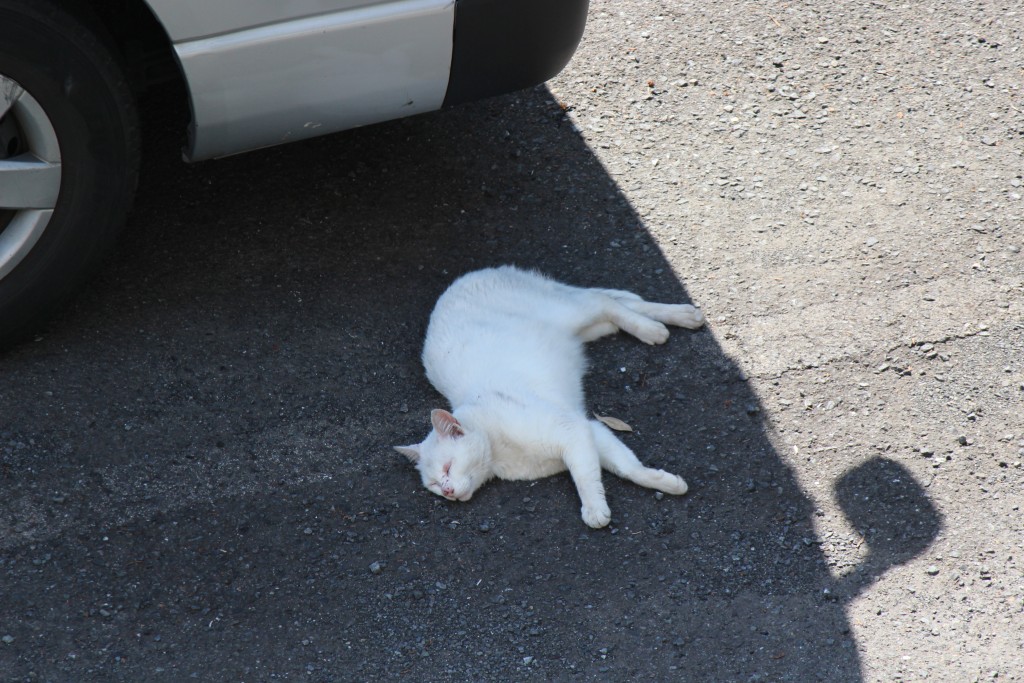 次男が見つけた猫で癒やす