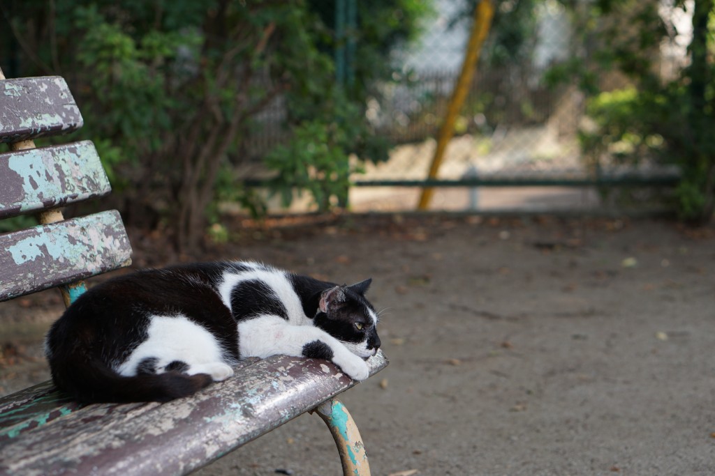 こちらの猫は皮膚病を煩っているように見える