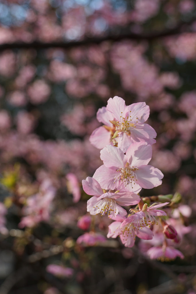 この花もかわいい