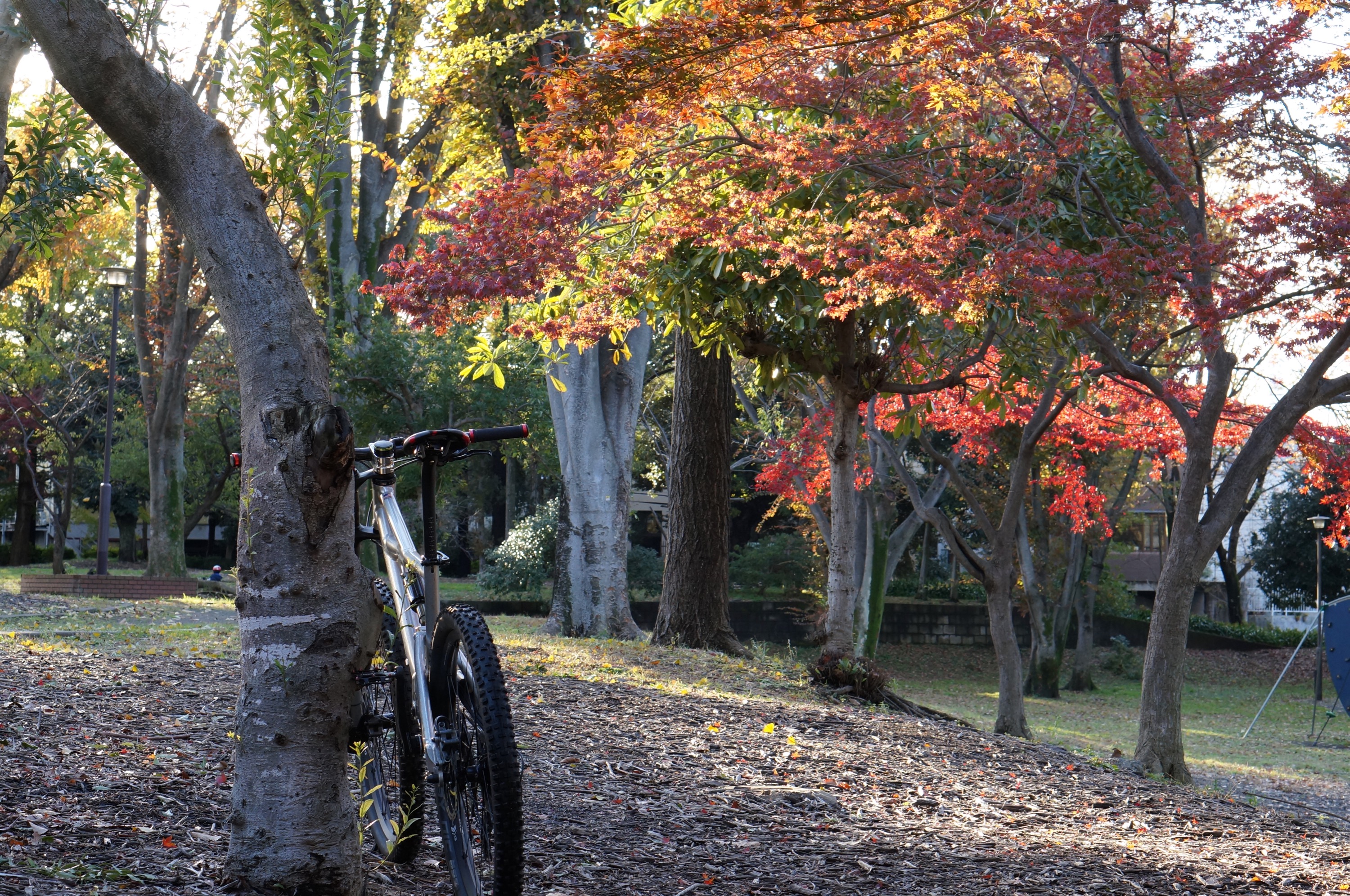 紅葉とMTB