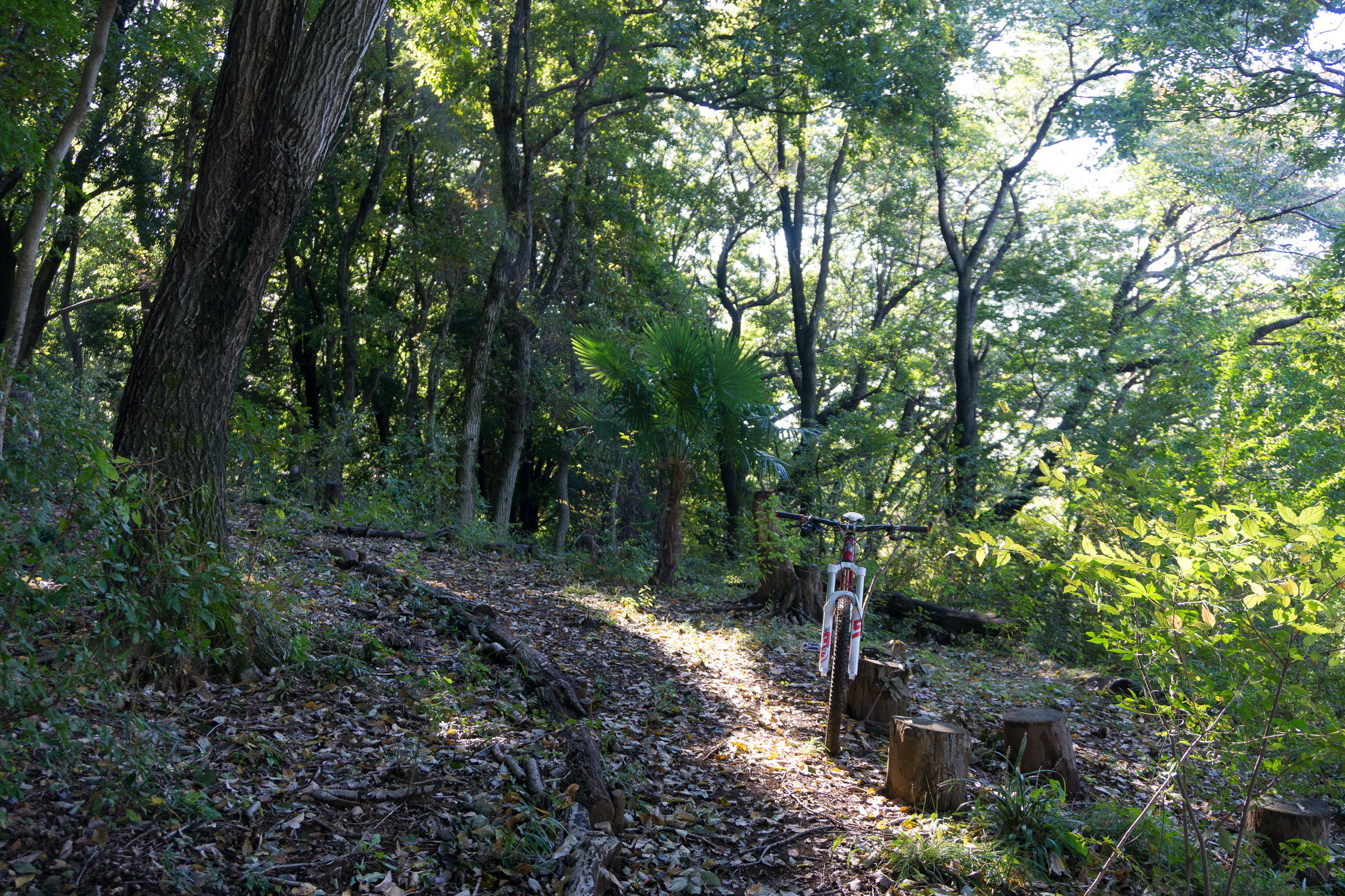 M Trail
