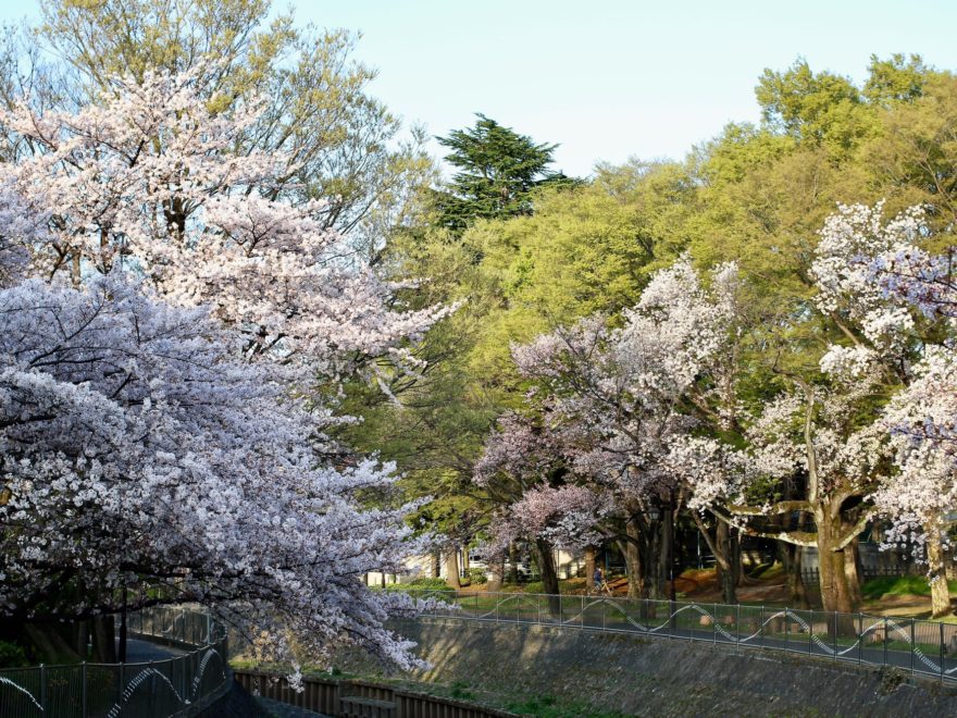 桜