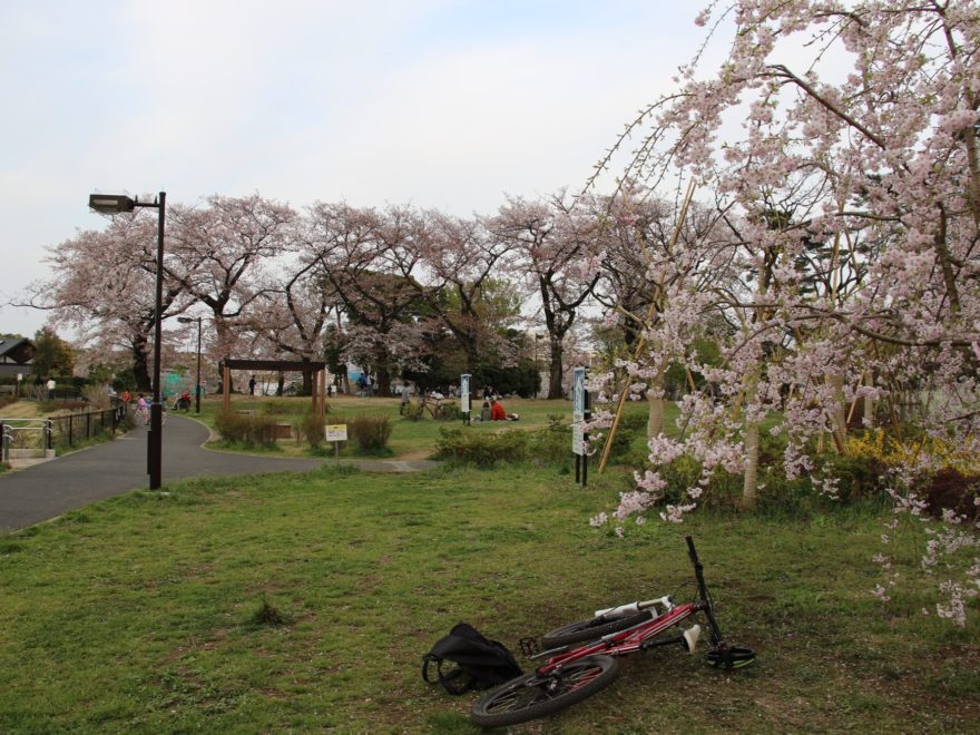 桜も終わり