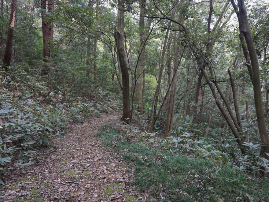 6 Trail