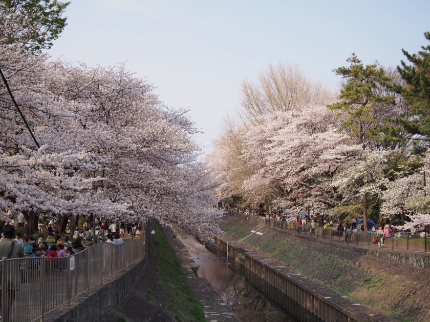 花見