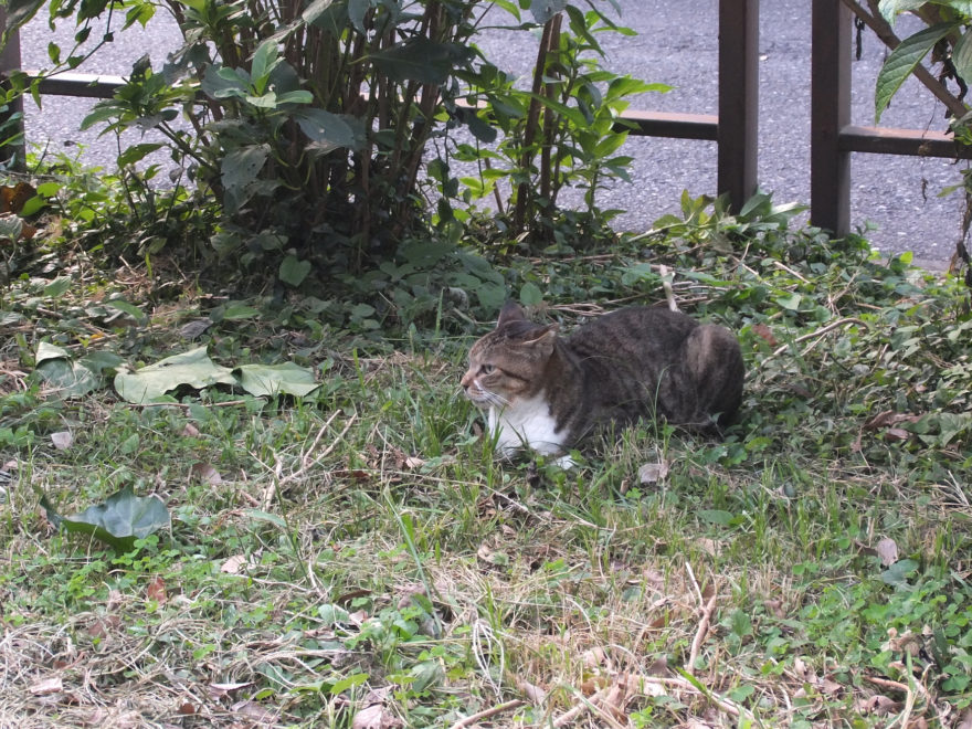 野良猫