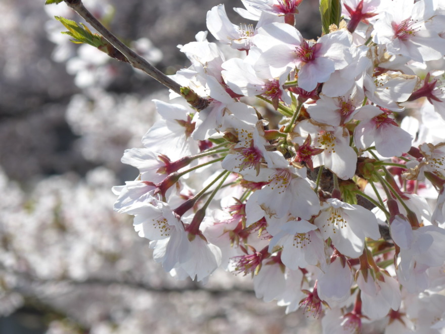 桜