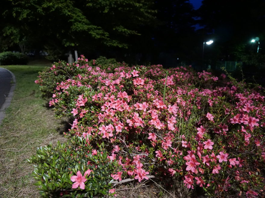 夜のツツジ