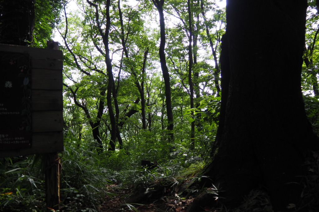 里山にいたのはわずかな時間