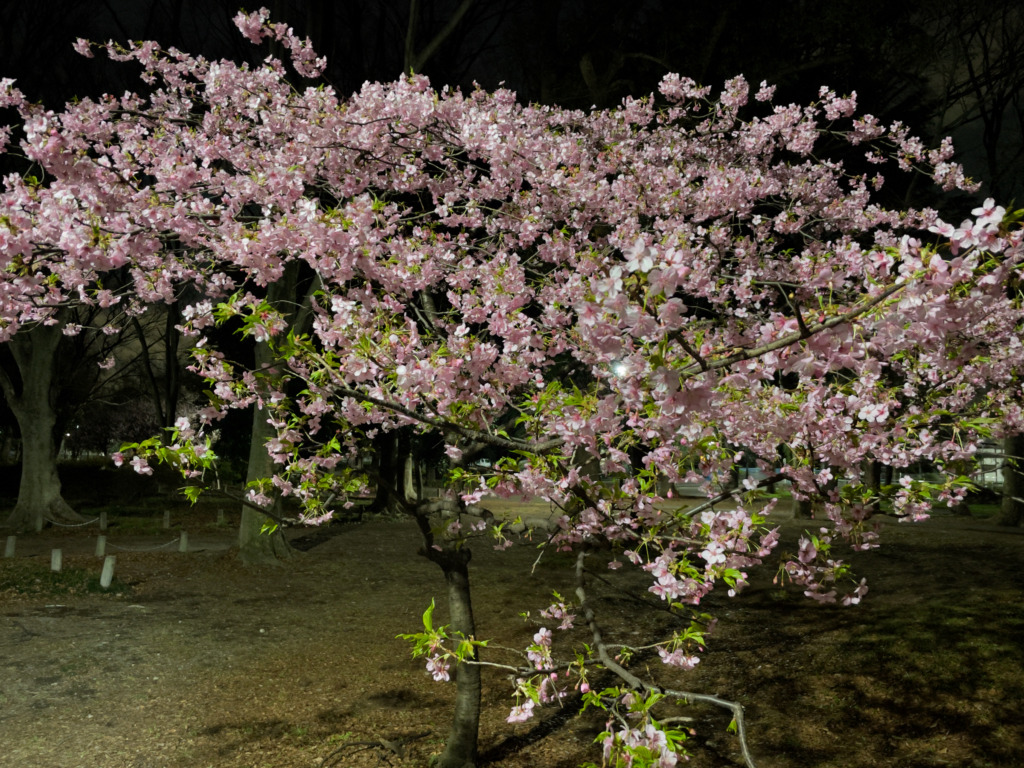 河津桜八分咲き