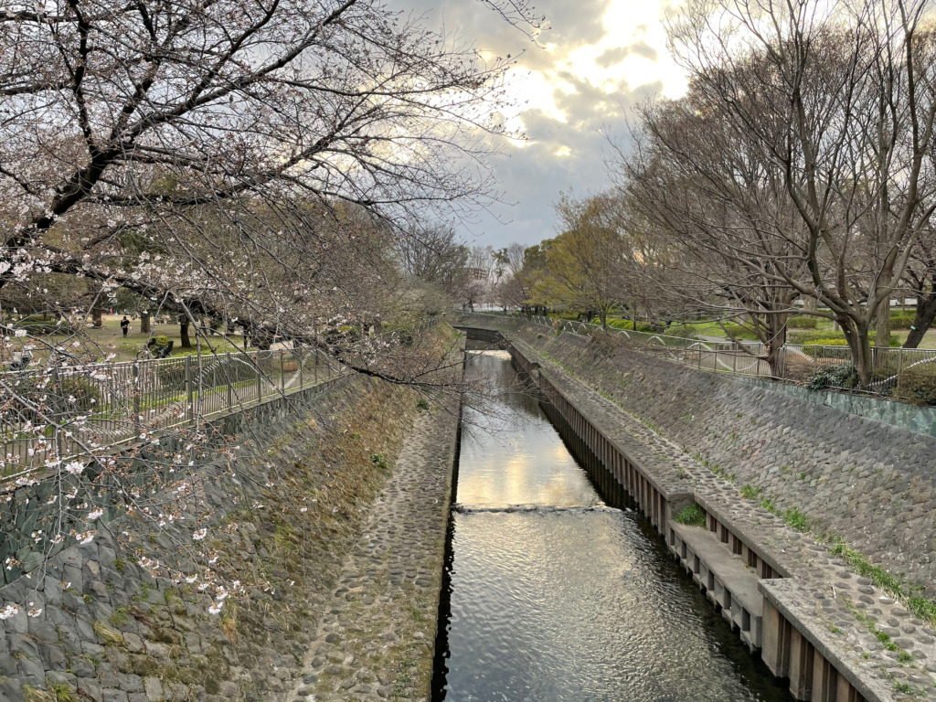 善福寺川沿いの桜