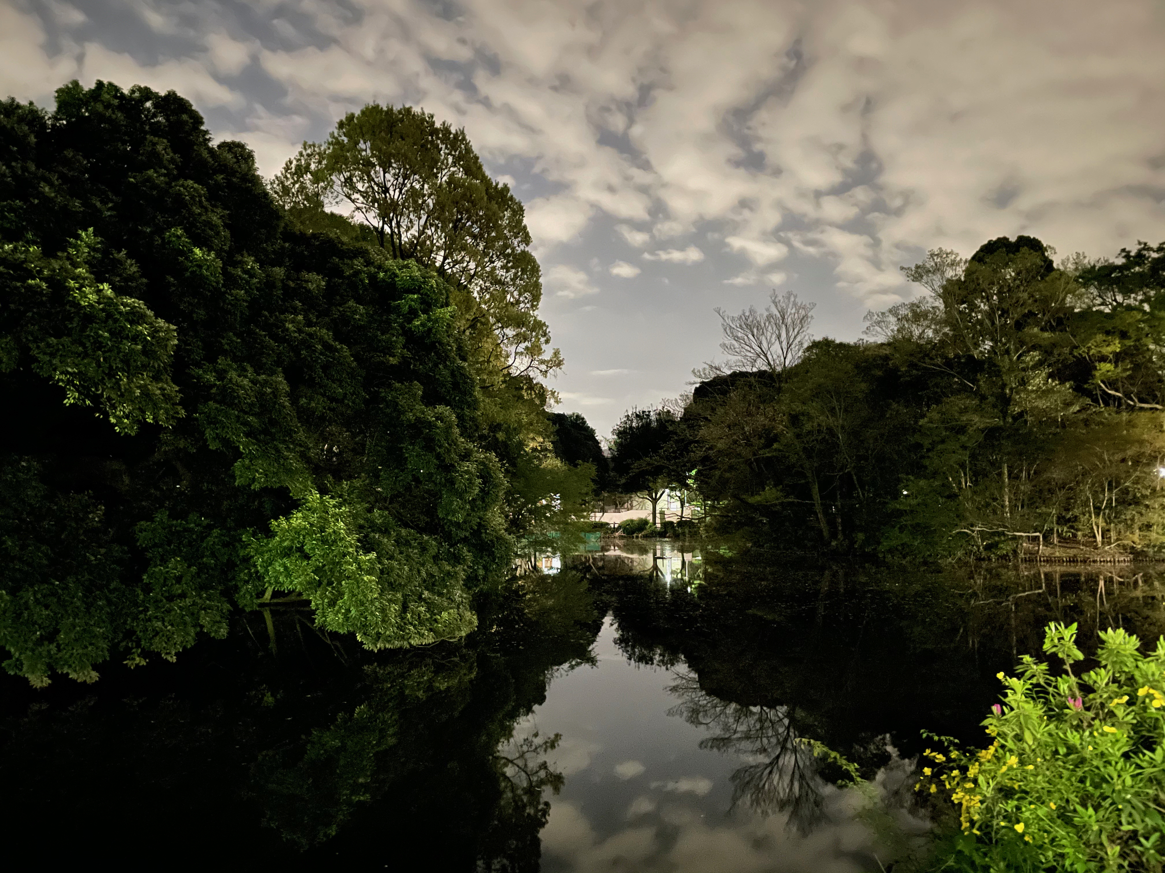 和田堀公園の池