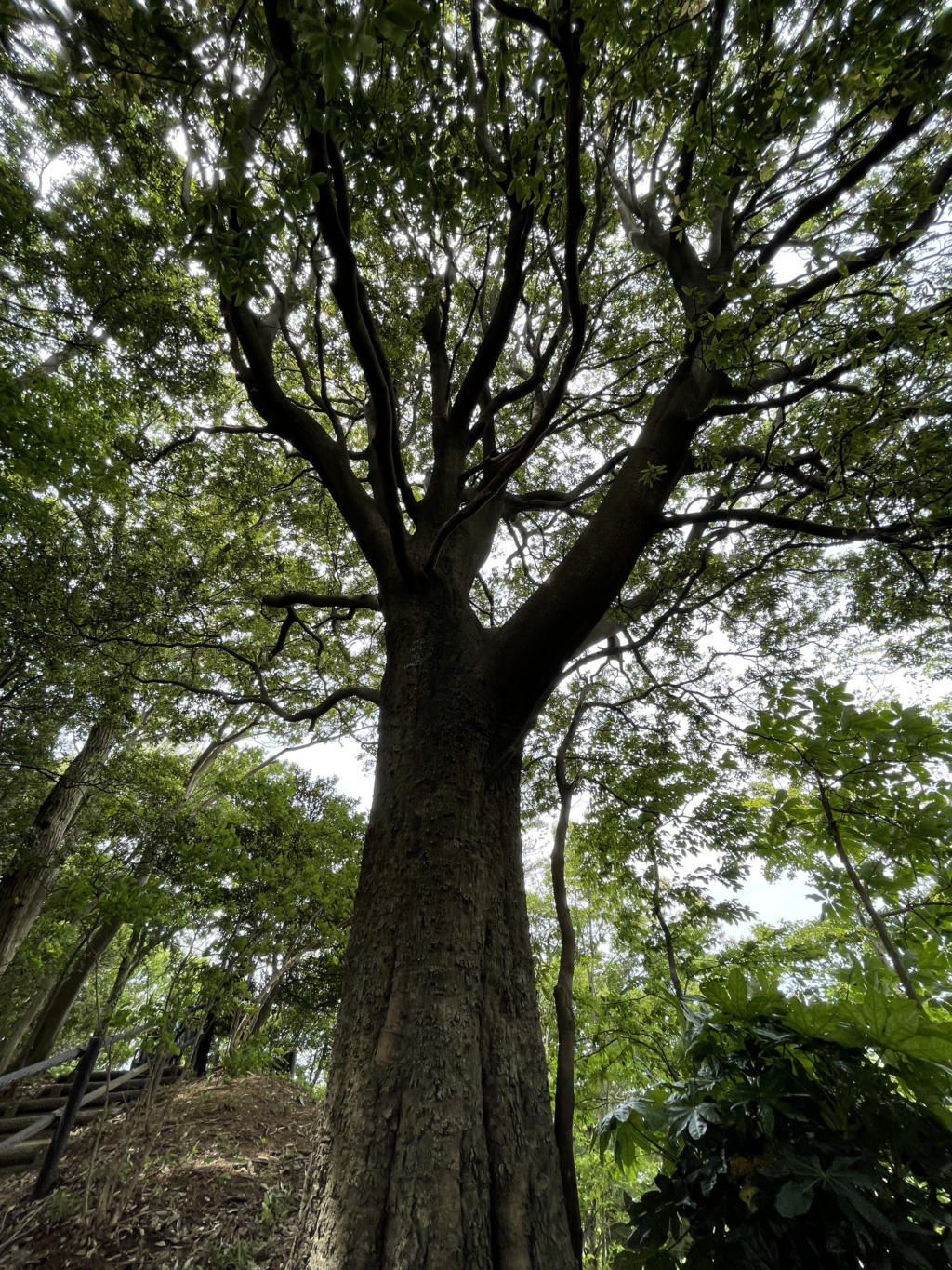 シラカシの大木