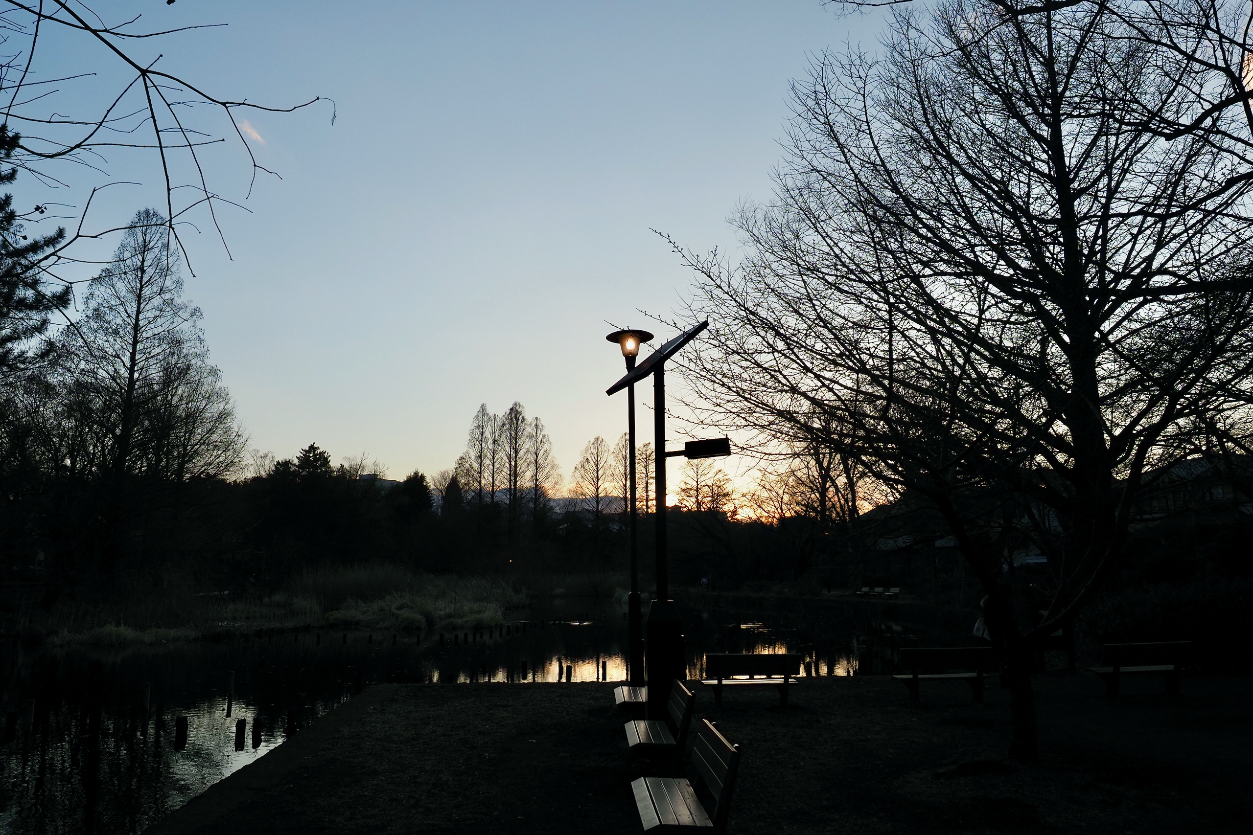 善福寺公園下の池