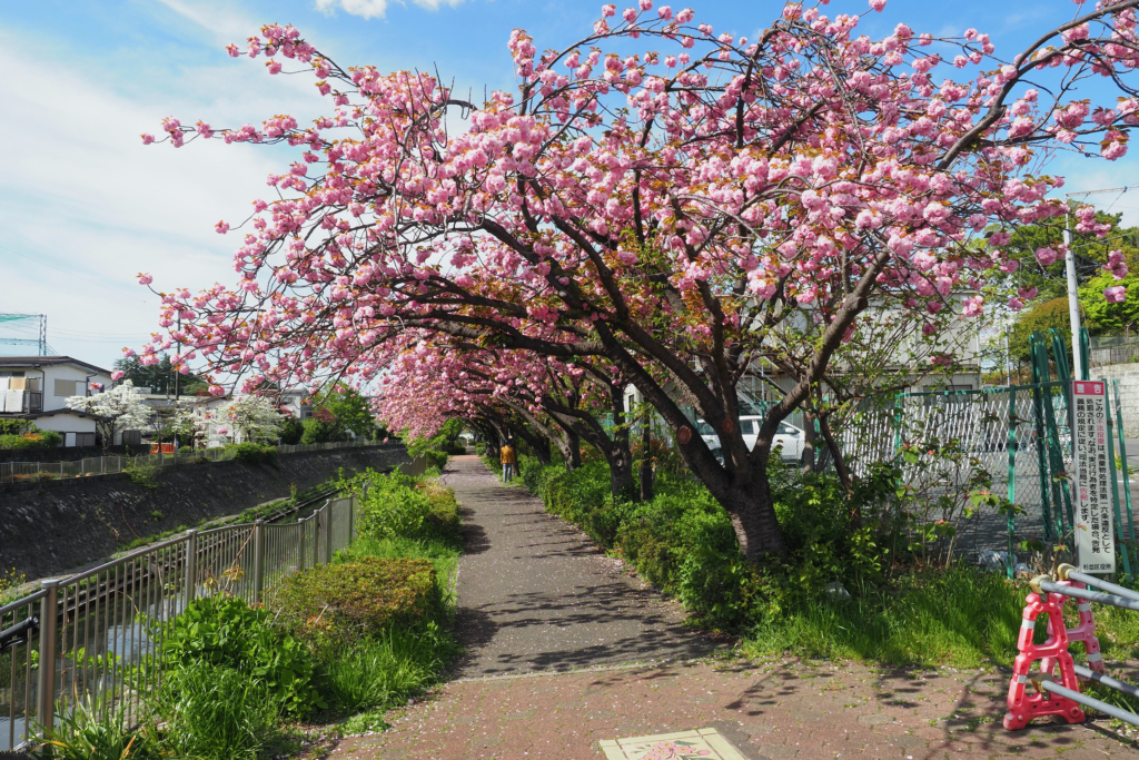八重桜