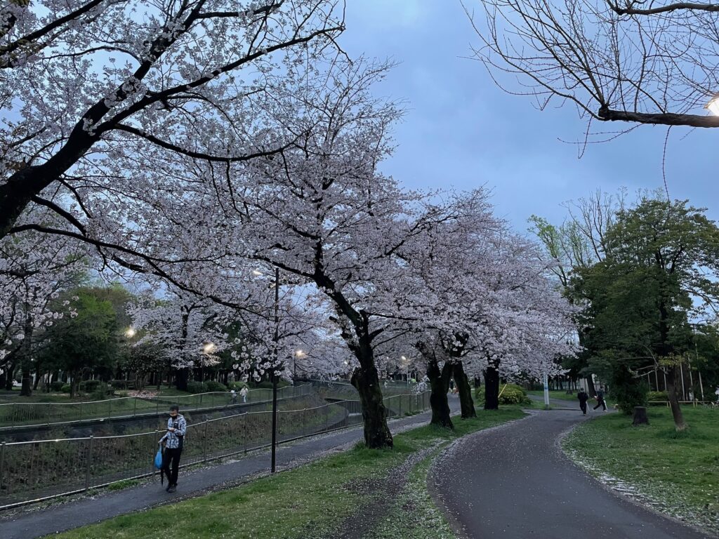 川沿いに並ぶ桜