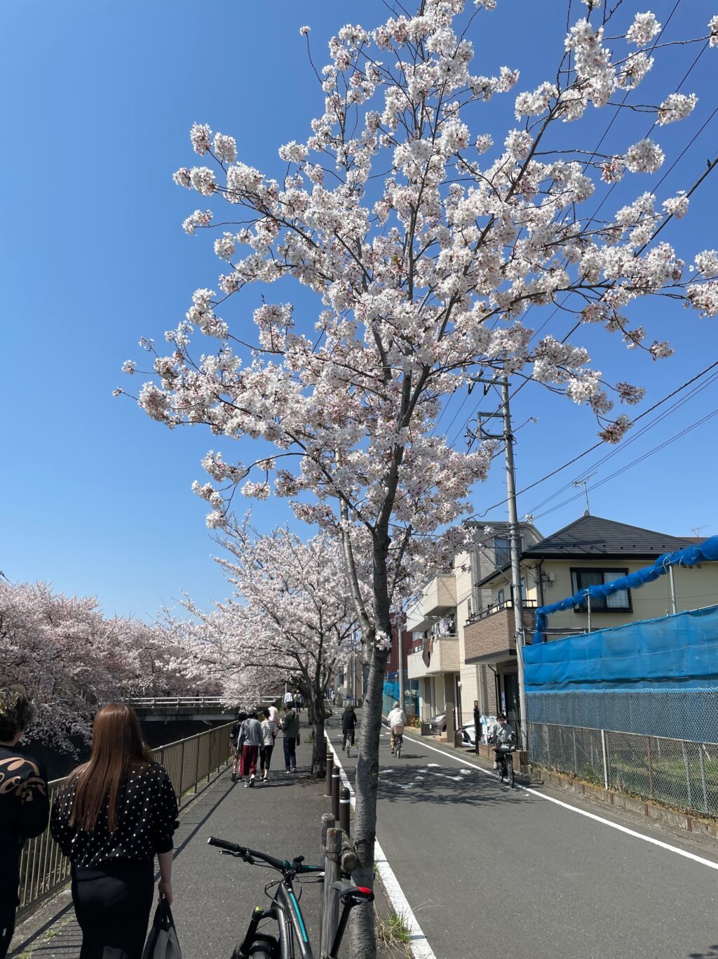三沢川は歩きながら桜を愛でるスタイル