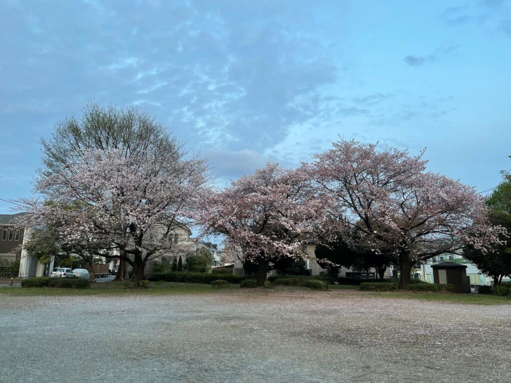 SB山の桜