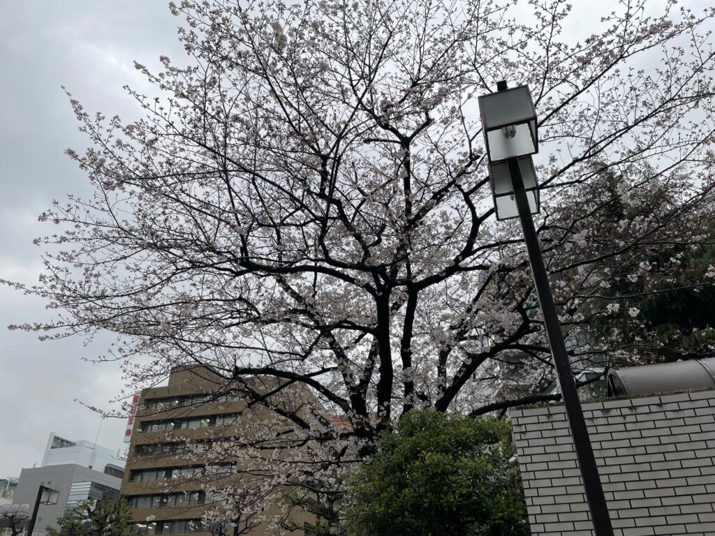 大森駅前の広場の桜