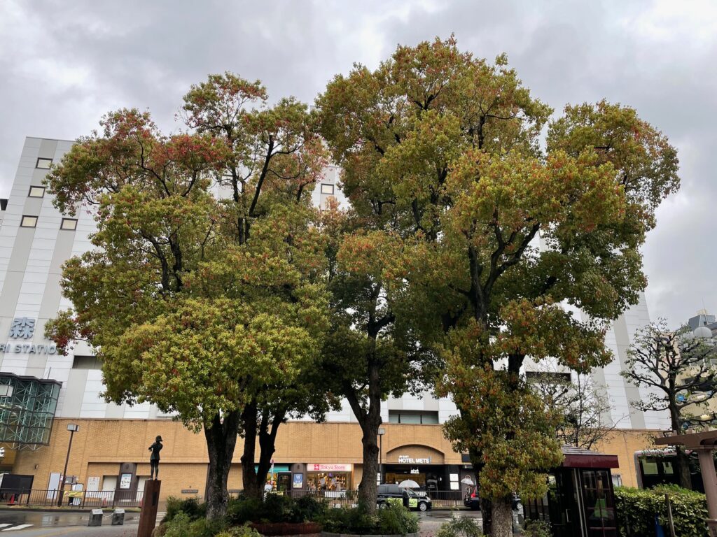 大森駅前の広場の樹木