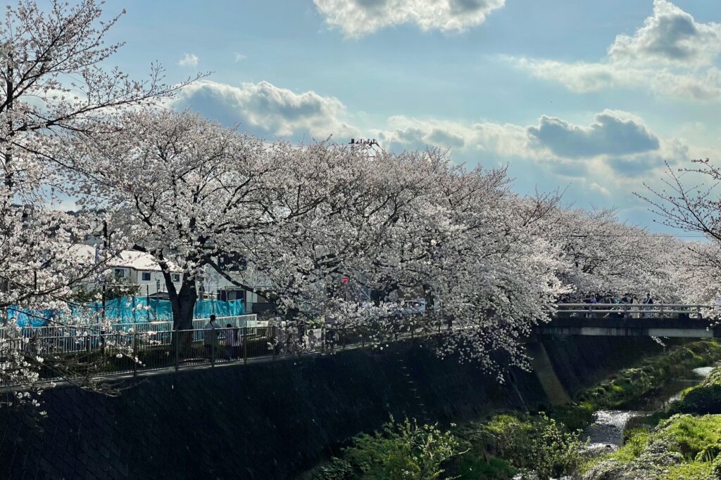 三沢川沿いの桜並木