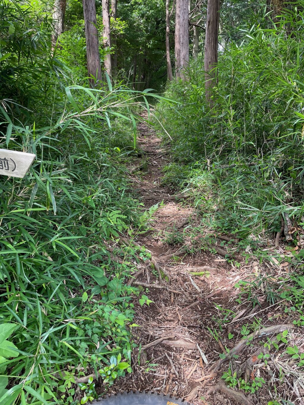 戻りに使った経路は根っこが凄かった