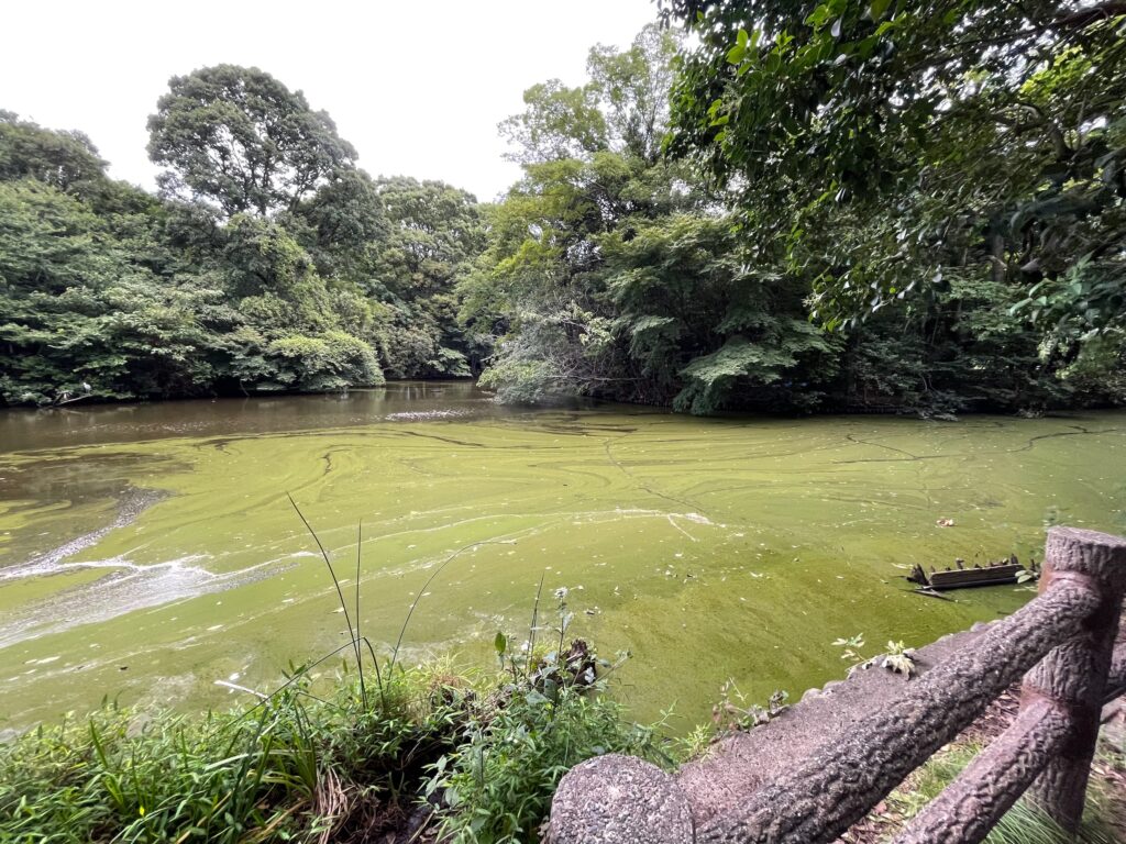 和田堀の池が