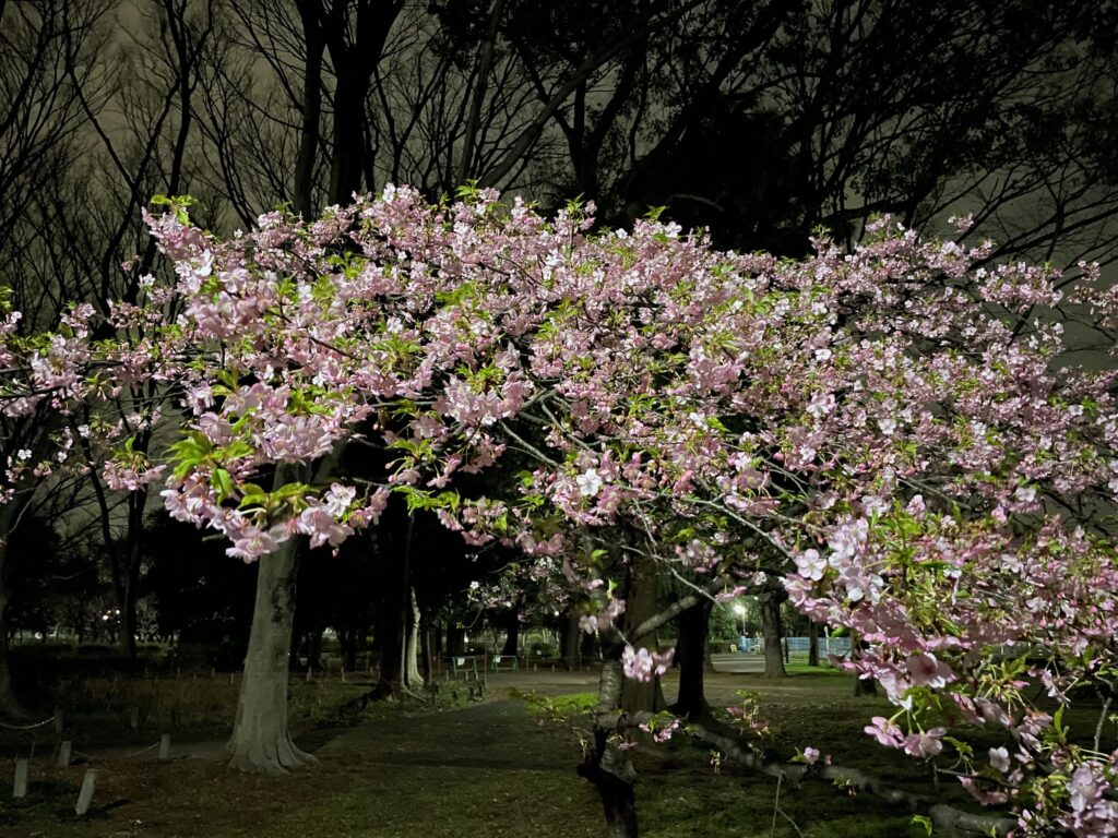 河津桜