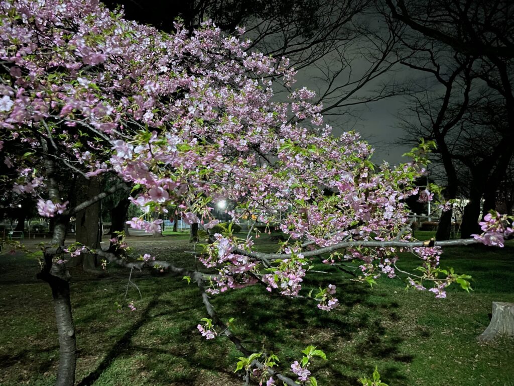 河津桜