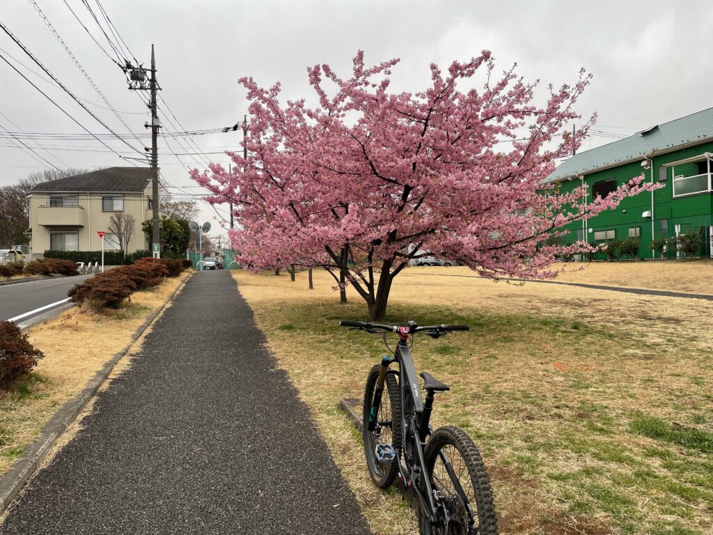 河津桜