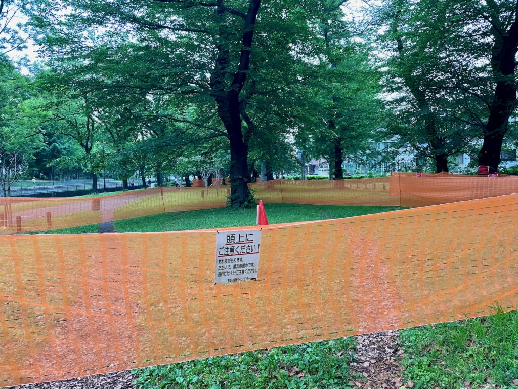 かかり枝