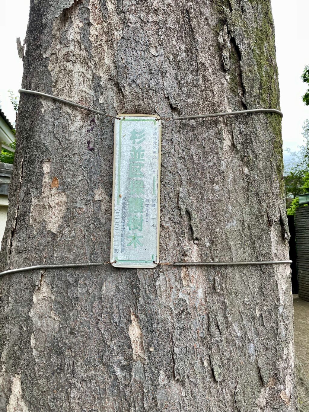 杉並の保護木