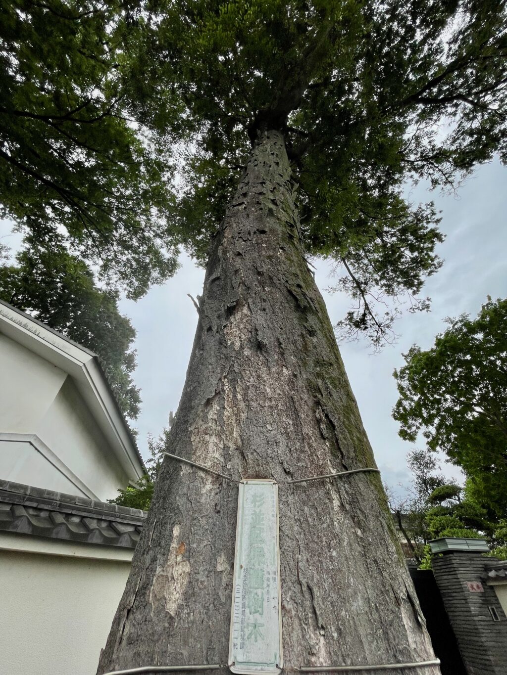 杉並の保護木