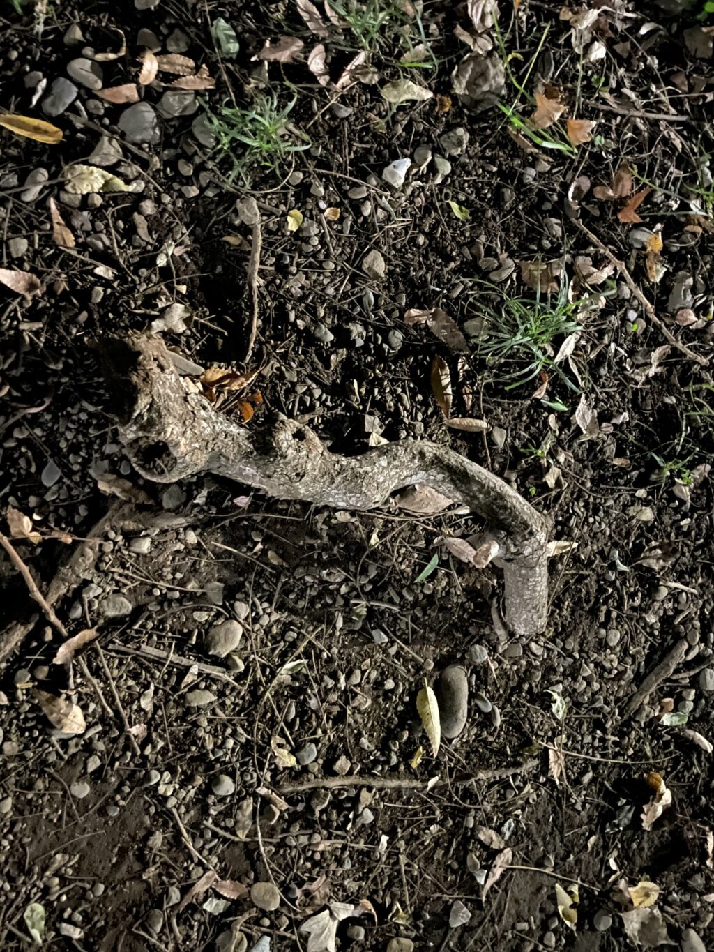 でっかい枝のようなもの