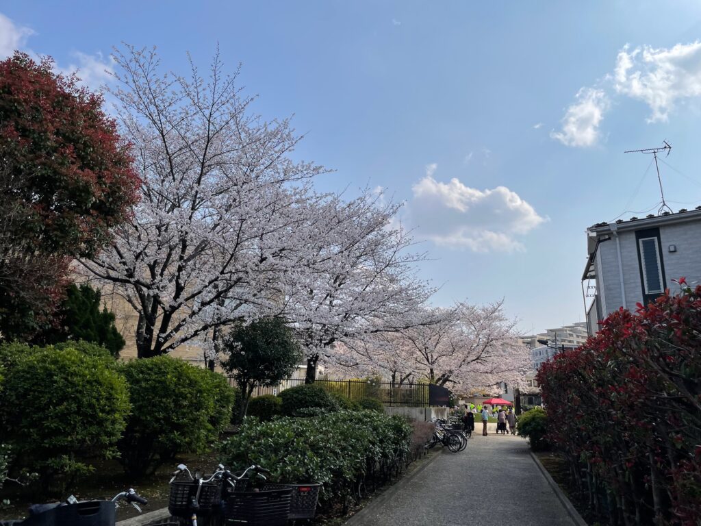 町内会花見イベント