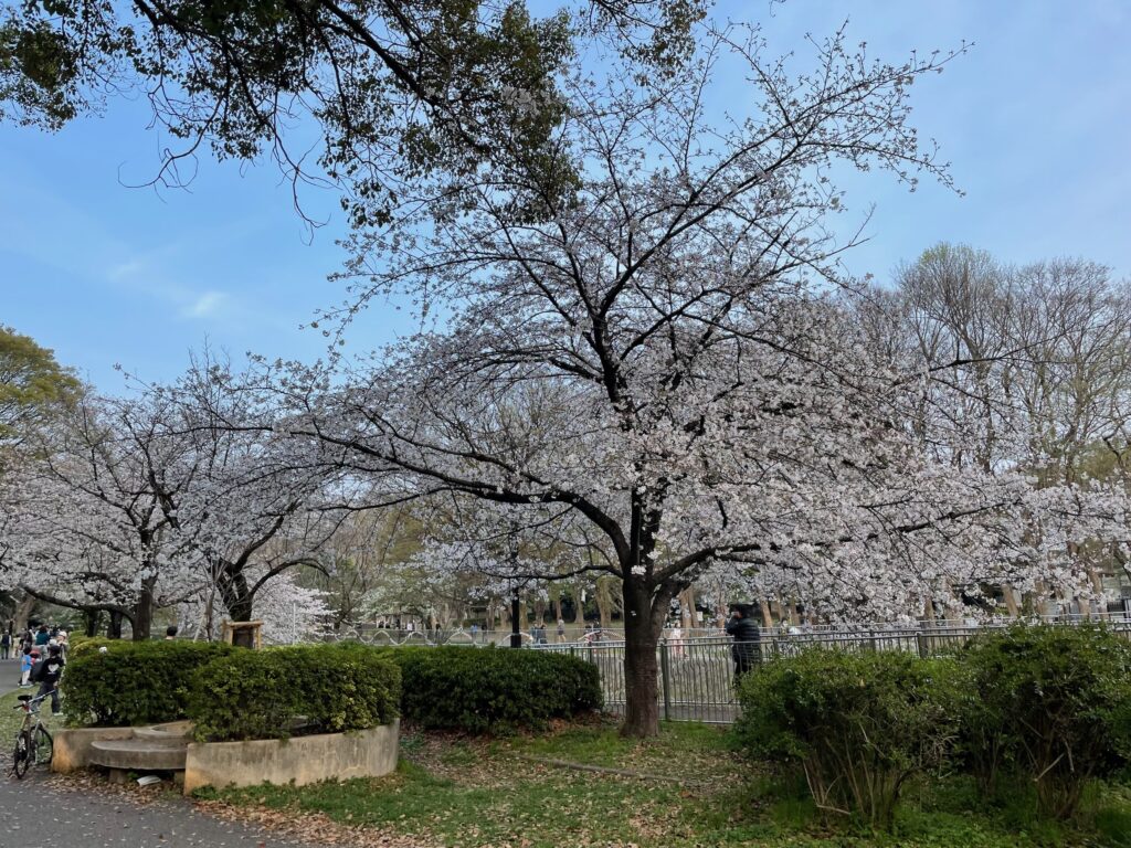 上流も満開かな