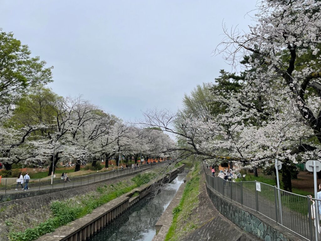 善福寺川の桜
