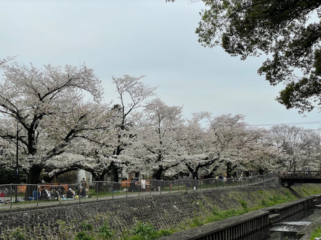 善福寺川沿いの桜