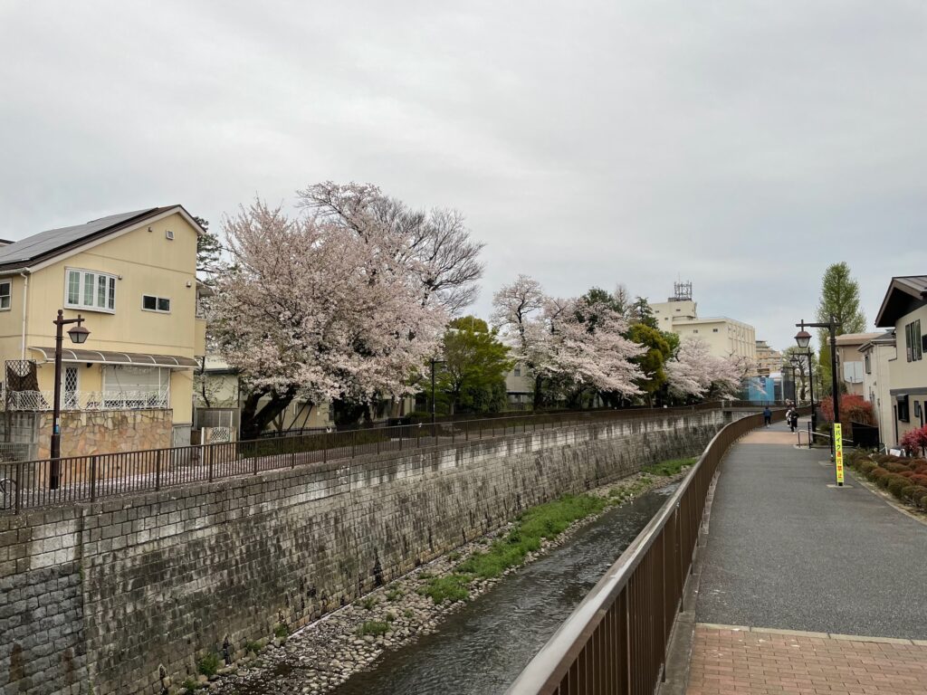 善福寺川沿いの桜
