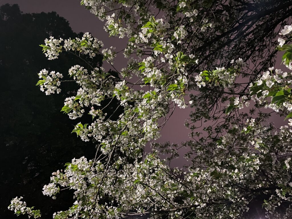 夜桜