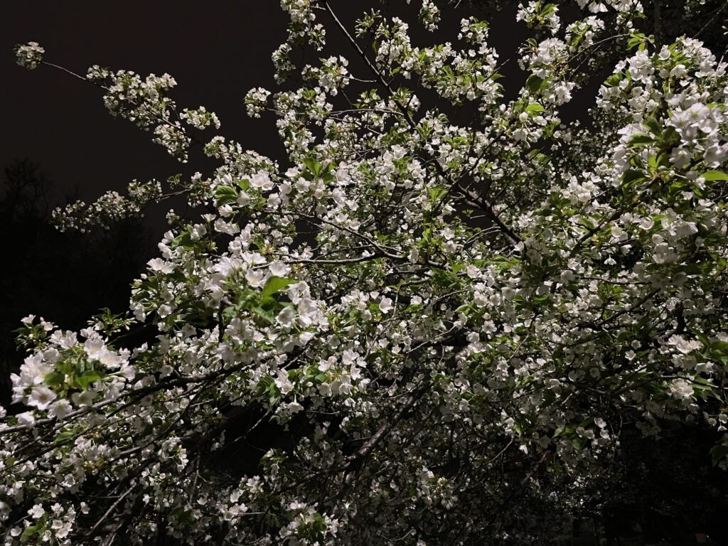 夜桜