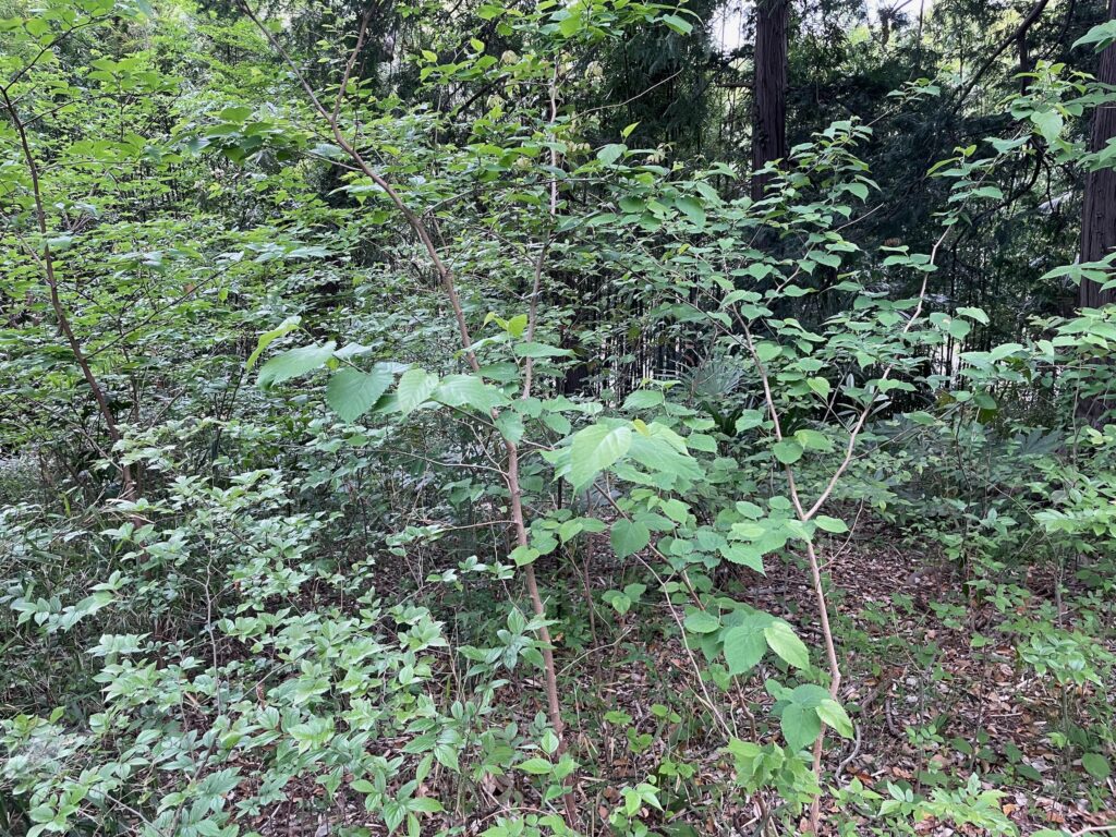 木が生長して雑木林になりそう