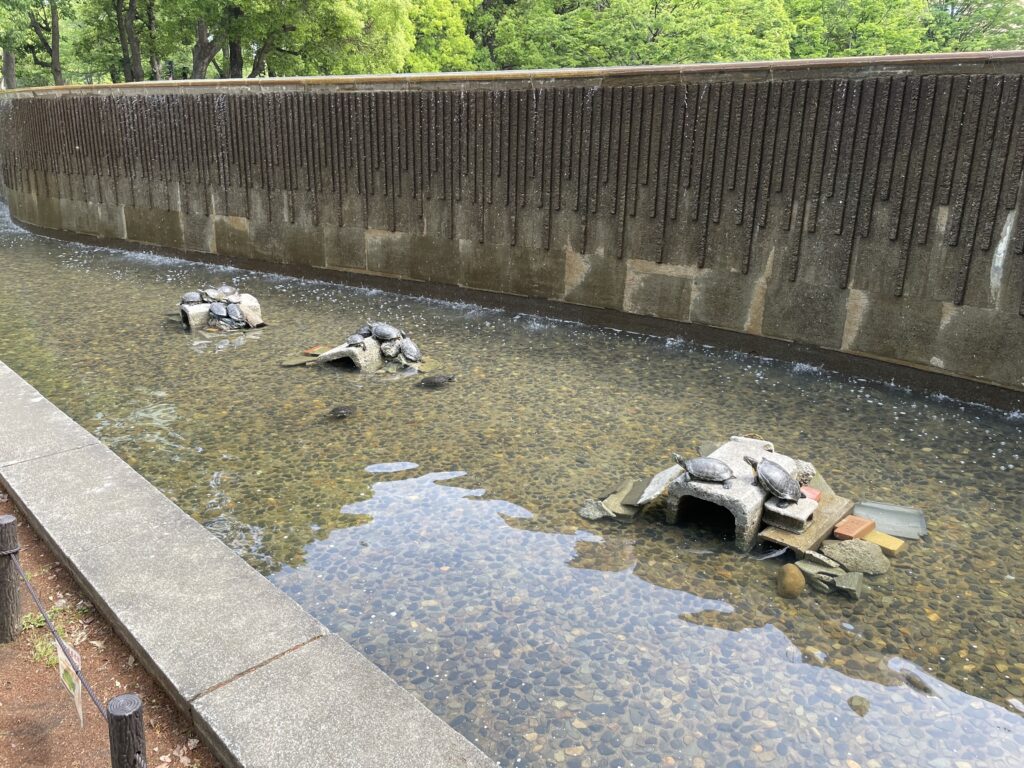 新宿中央公園のカメさん