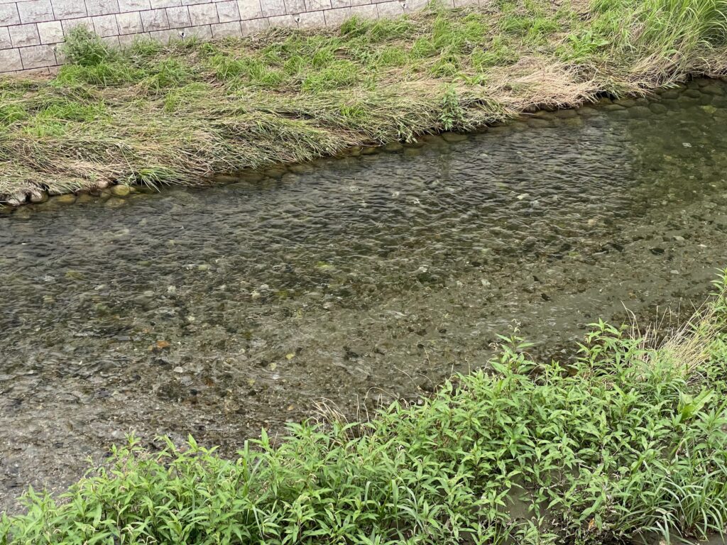 善福寺川の水がきれいだった